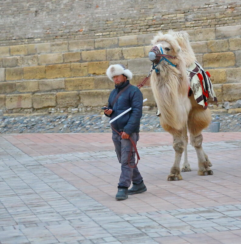 владение верблюдом - Andrey Bragin 