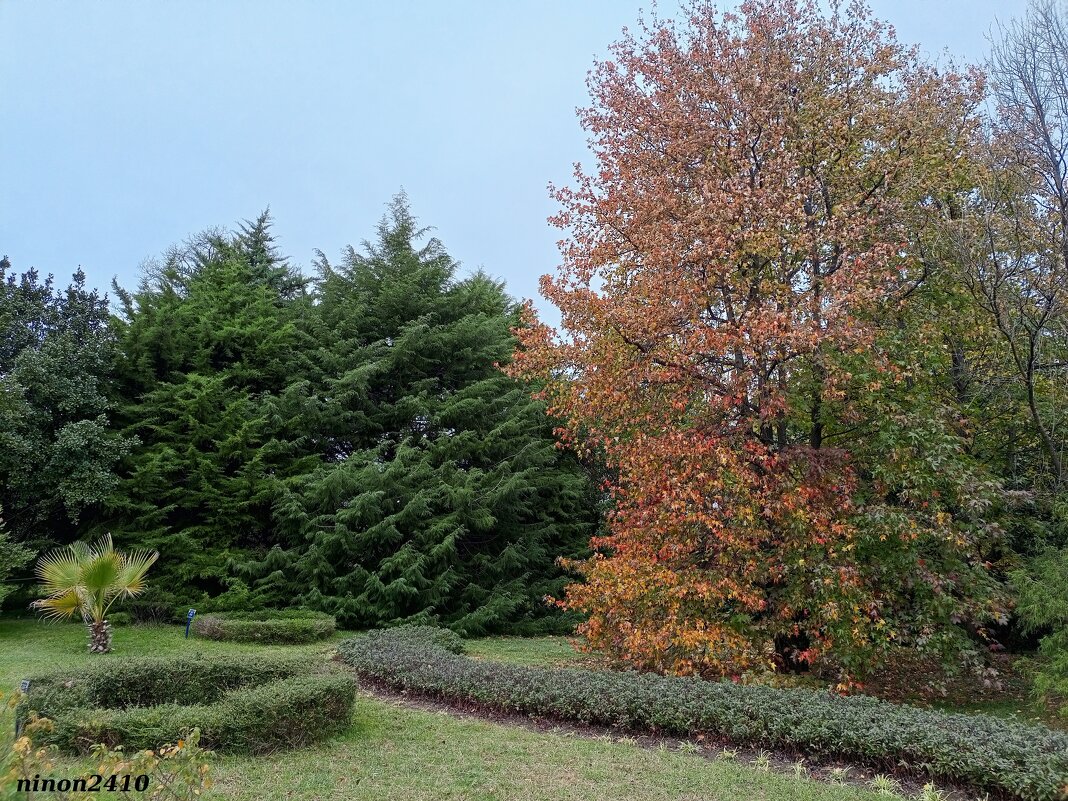 Адлер. Дендропарк "Южные культуры" - Нина Бутко