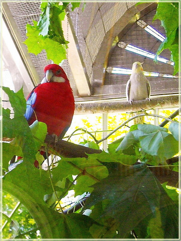 Попугайчики в вольере Петергофа. - Лия ☼ Попугайчики в вольере Петергофа. - Лия ☼