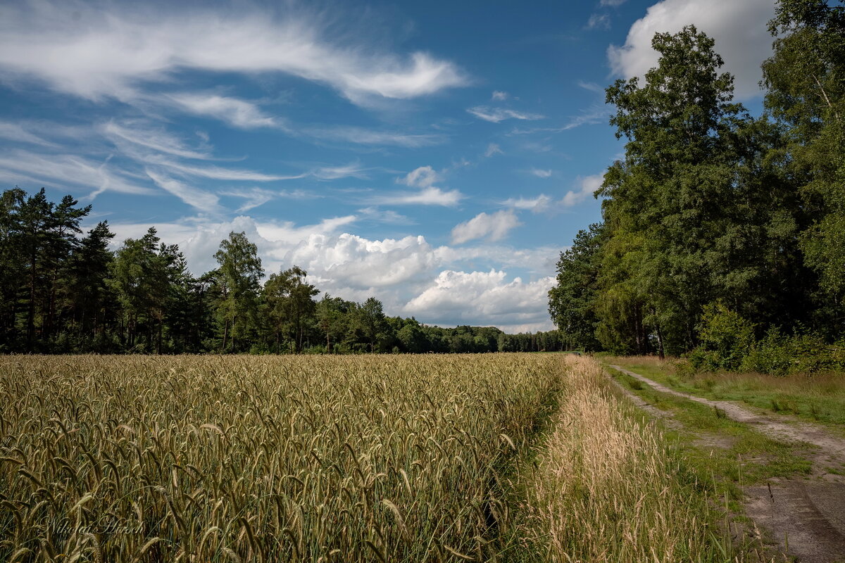 В середине лета... - Николай Гирш В середине лета... - Николай Гирш
