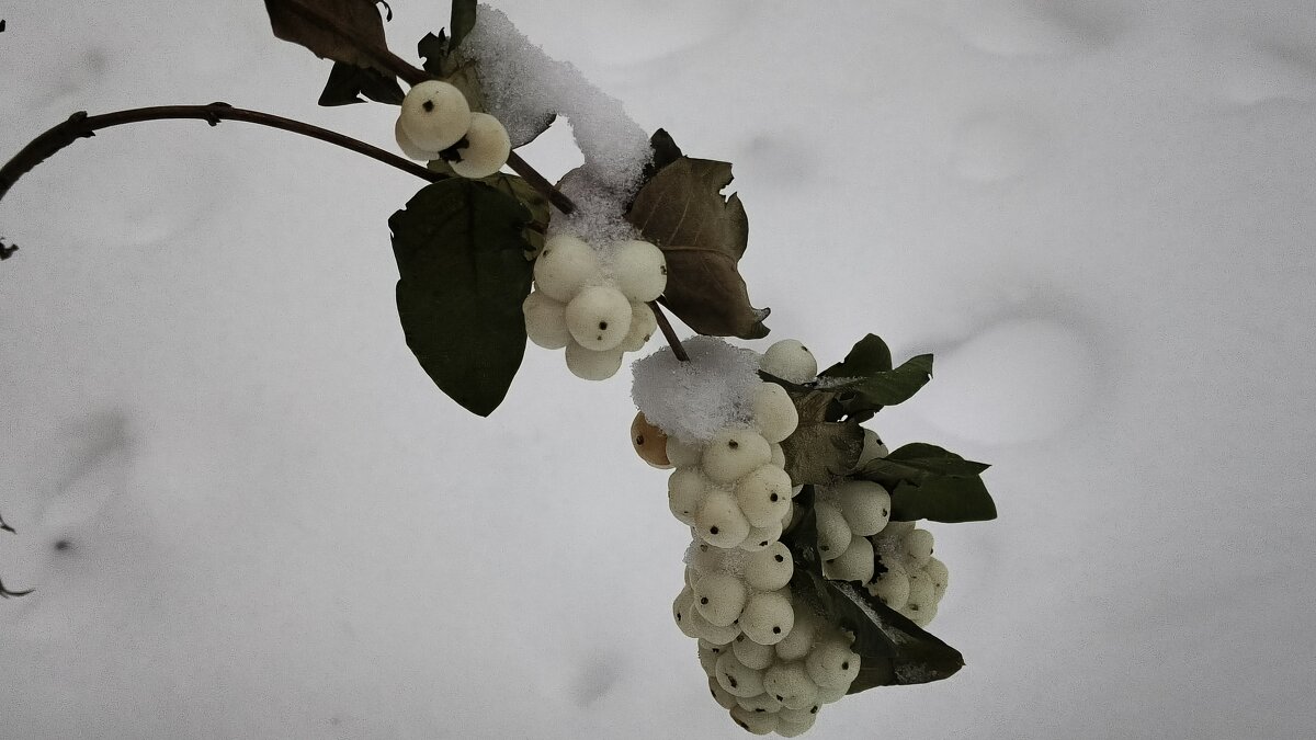 ***морозные ягоды*** - Olga Oskolkova ***морозные ягоды*** - Olga Oskolkova