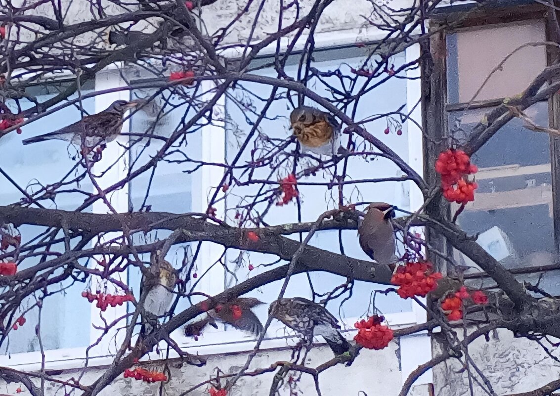 Рябинники и свиристель - Сапсан 