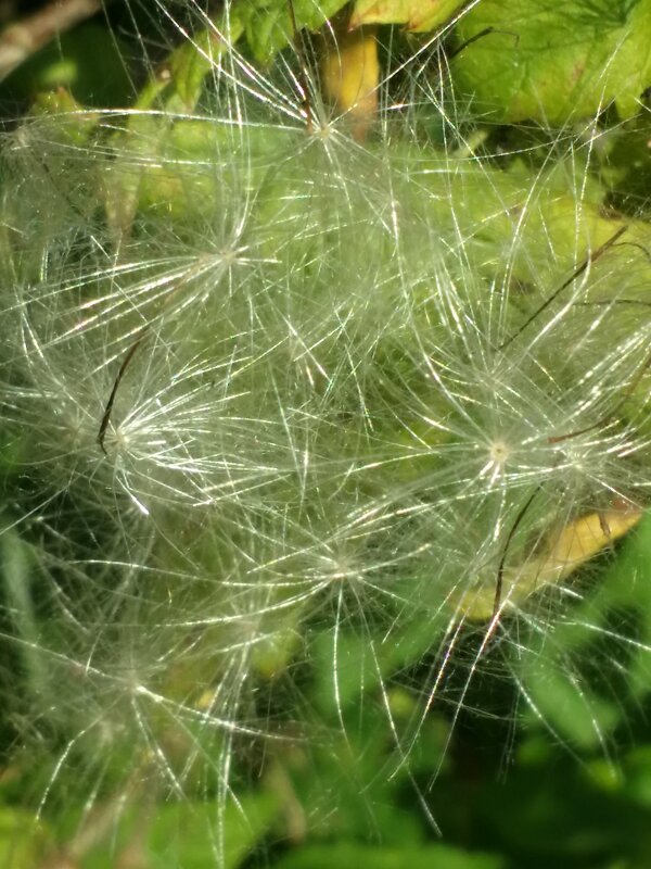 серебрянные парашутики - Наталия Кольцова серебрянные парашутики - Наталия Кольцова