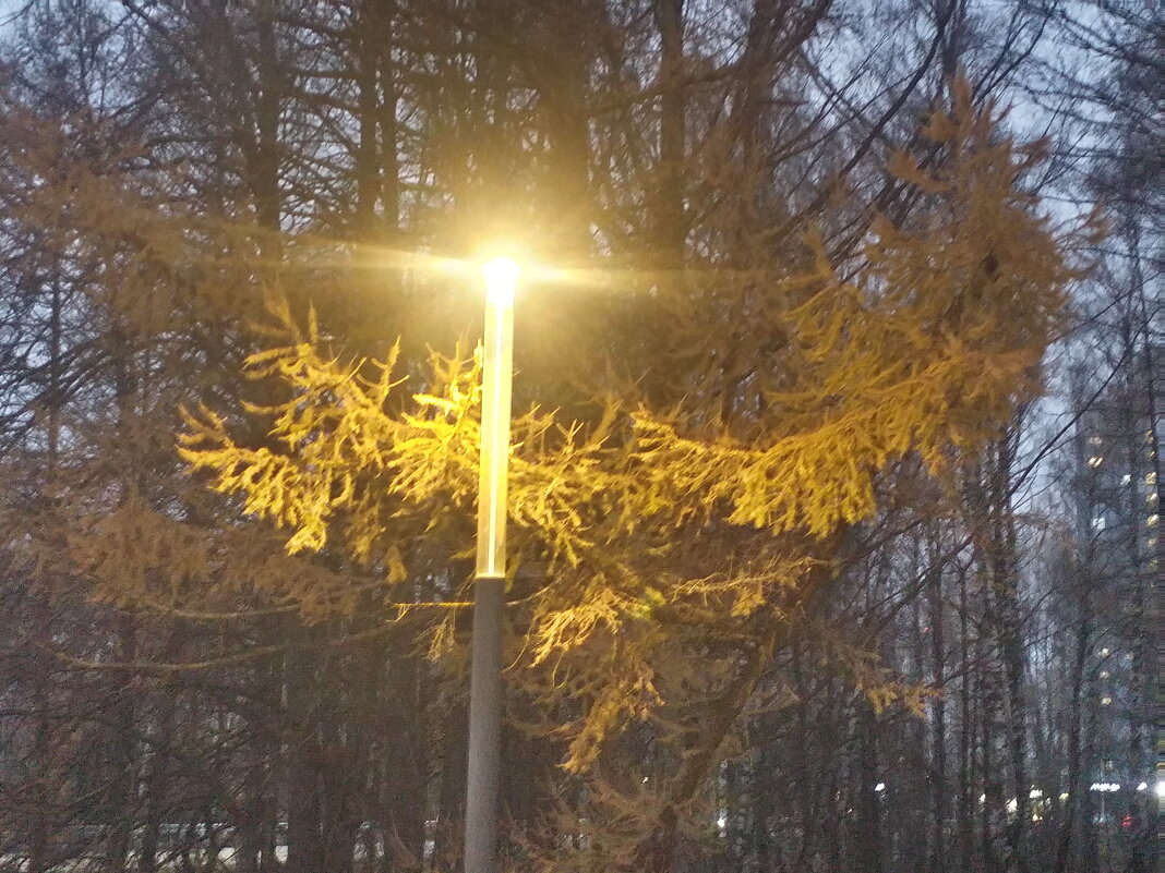 СВЕТ фонаря - Наталия Кольцова