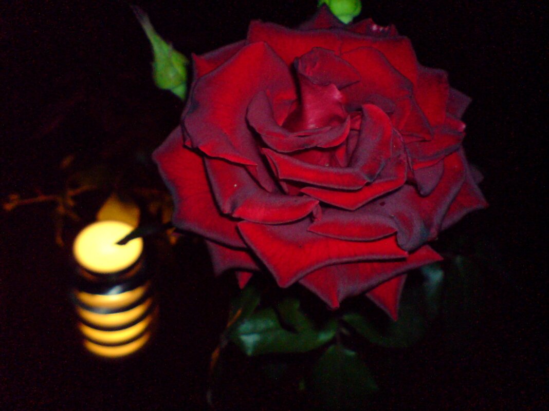 Роза - Владимир 