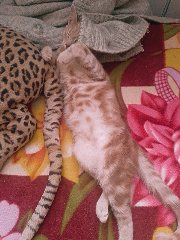 Дневной сон после работы - Сергей Кочнев