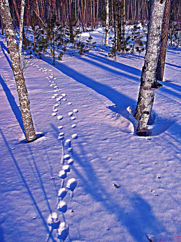 Лиса-путешественница брела по  лесу! - Владимир 