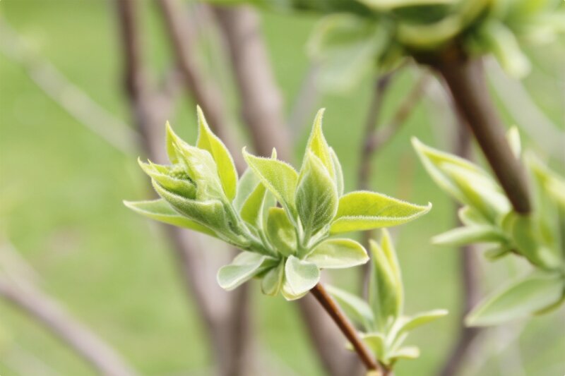 весна - марта Камушкина весна - марта Камушкина