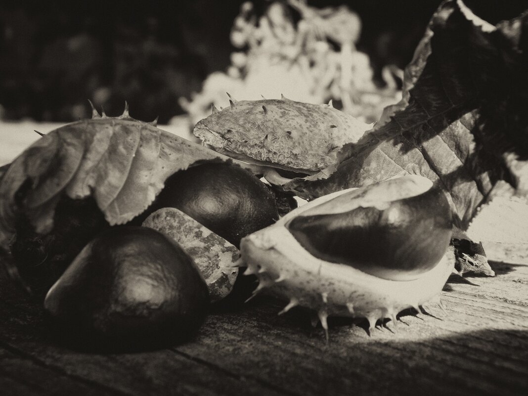 Просто натюрморт - Роман Савоцкий Просто натюрморт - Роман Савоцкий