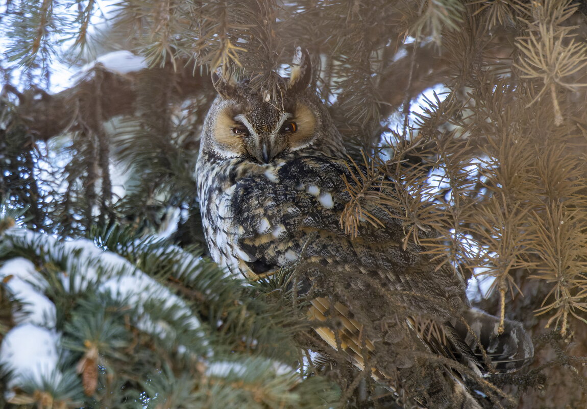 ушастая сова - юрий макаров ушастая сова - юрий макаров