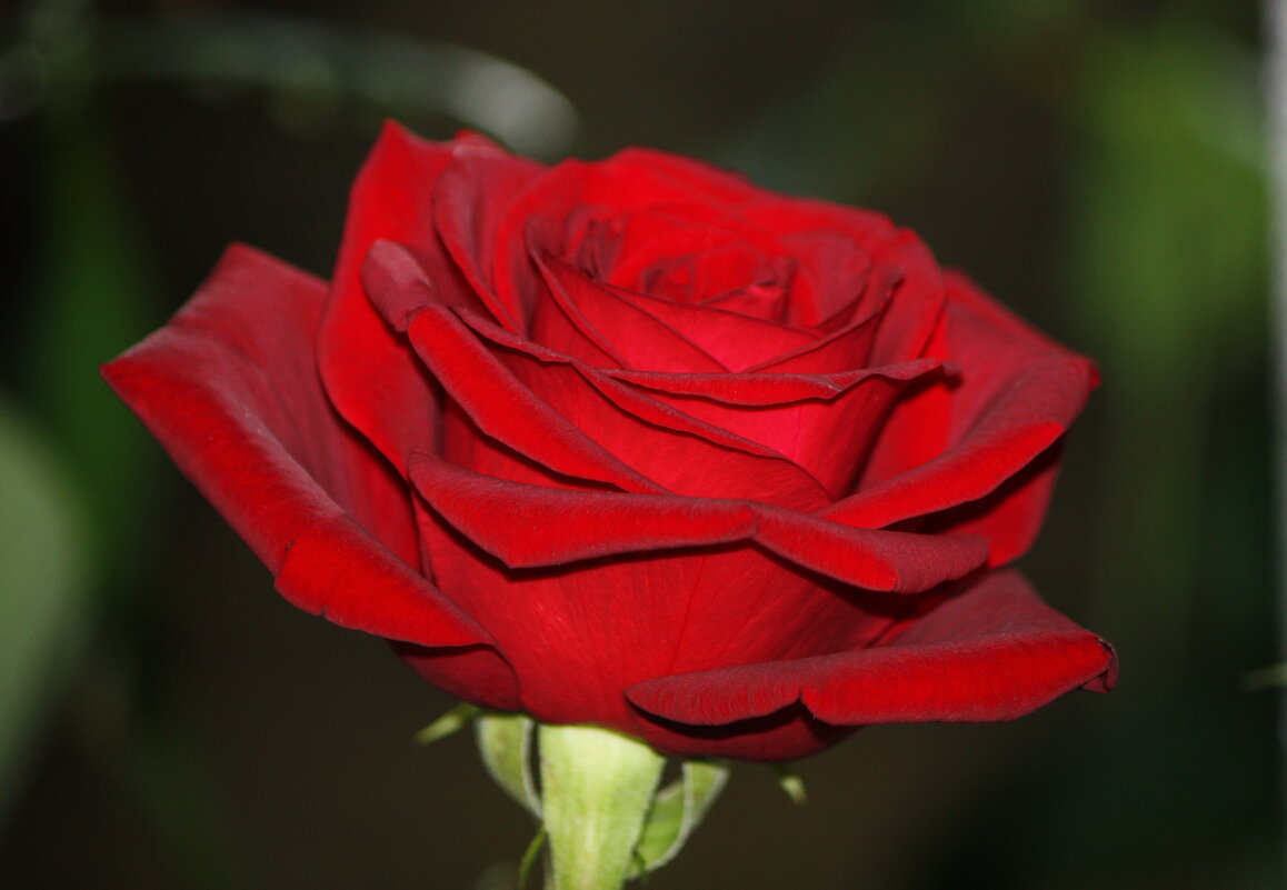 Ночная роза - Константин Штарк Ночная роза - Константин Штарк