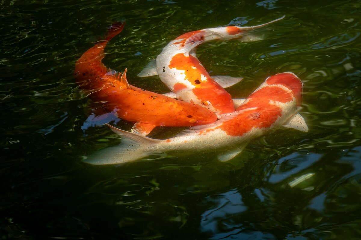 Карпы кои - Игорь Сикорский