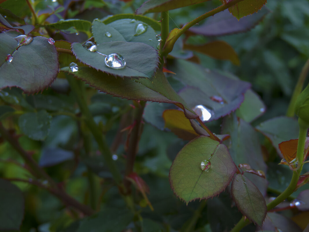 Серебро росы - Валентин Семчишин