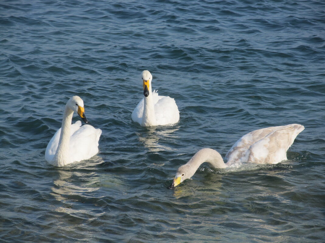 ПРО Новороссийск - Елена Шаламова
