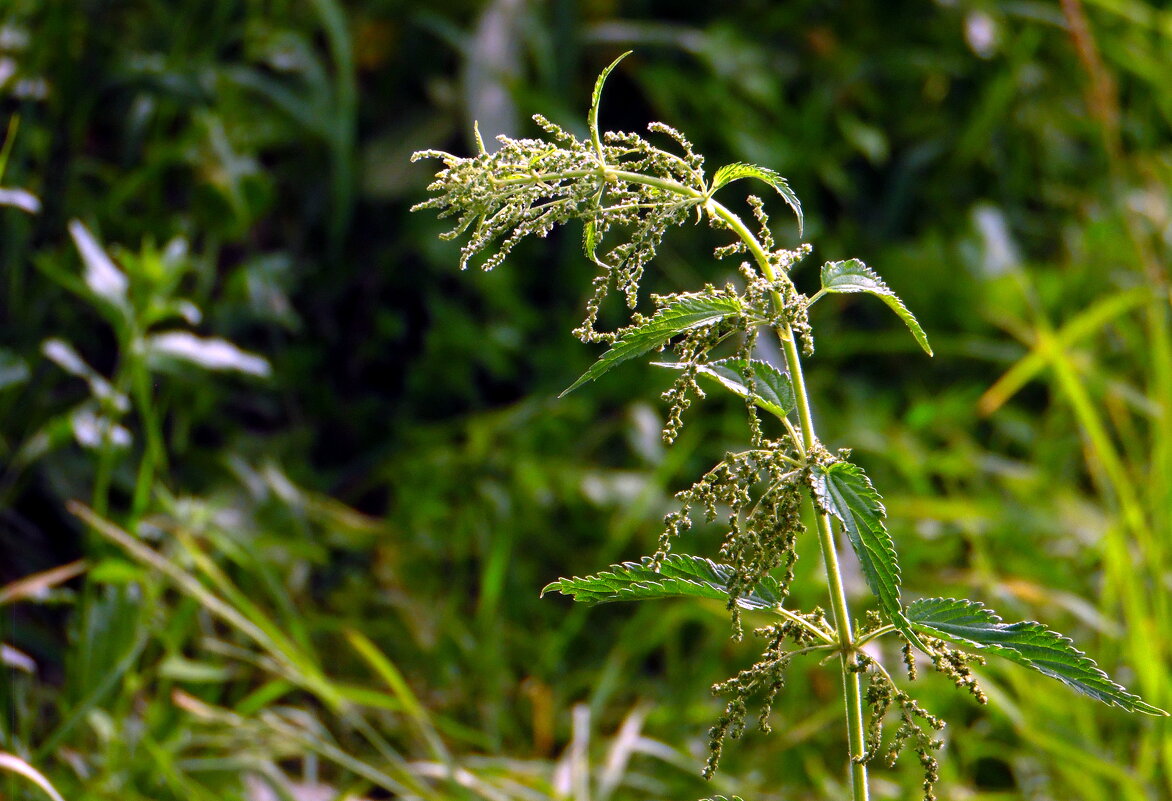 Цветёт крапива. - nadyasilyuk Вознюк