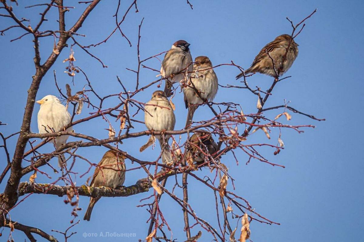 Воробей-альбинос - Сеня Белгородский