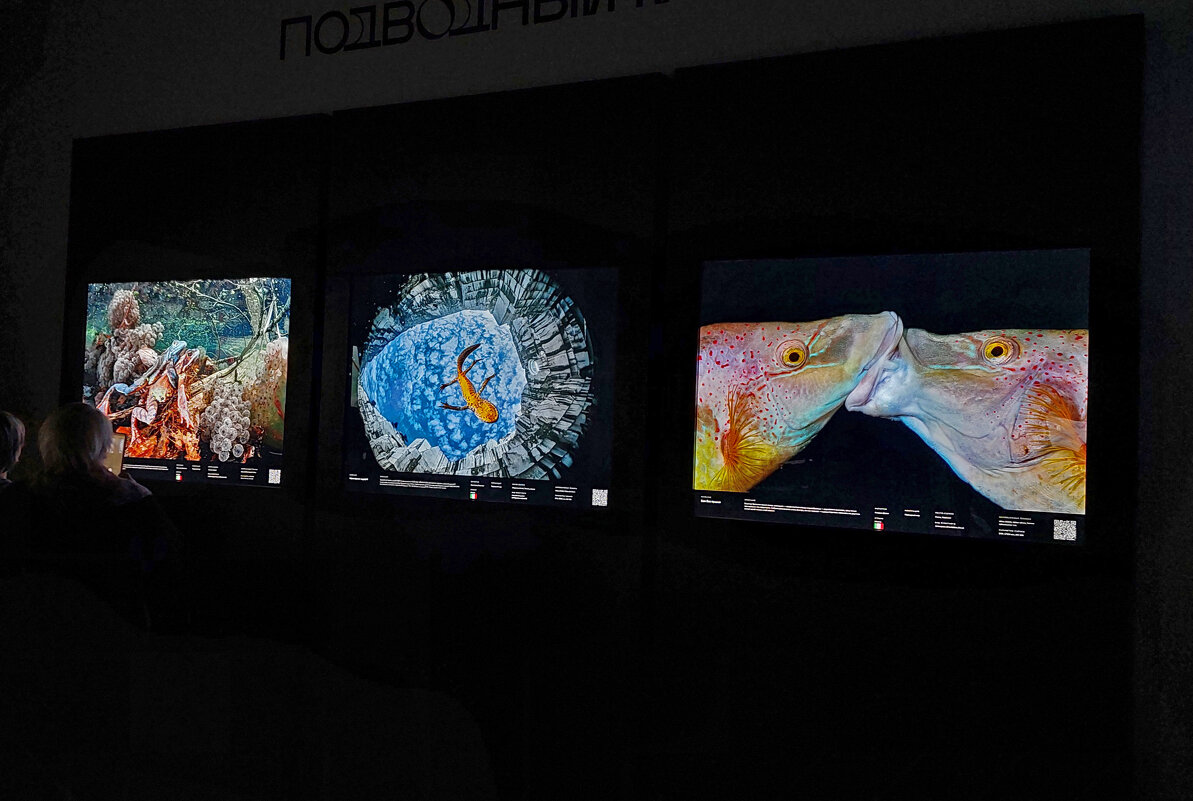 Фото с выставки "Золотая черепаха" - ИРЭН@ .