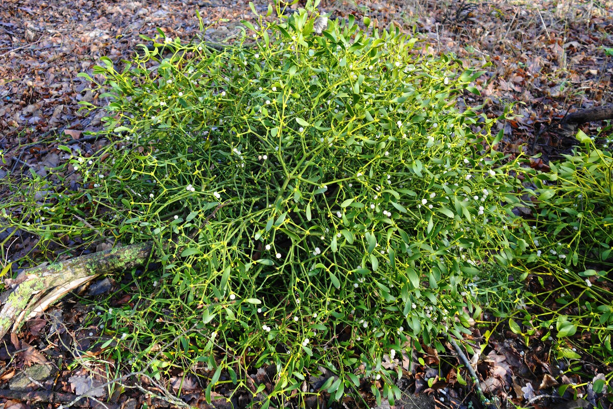 Омела – вечнозеленый паразит - Рита Симонова Омела – вечнозеленый паразит - Рита Симонова