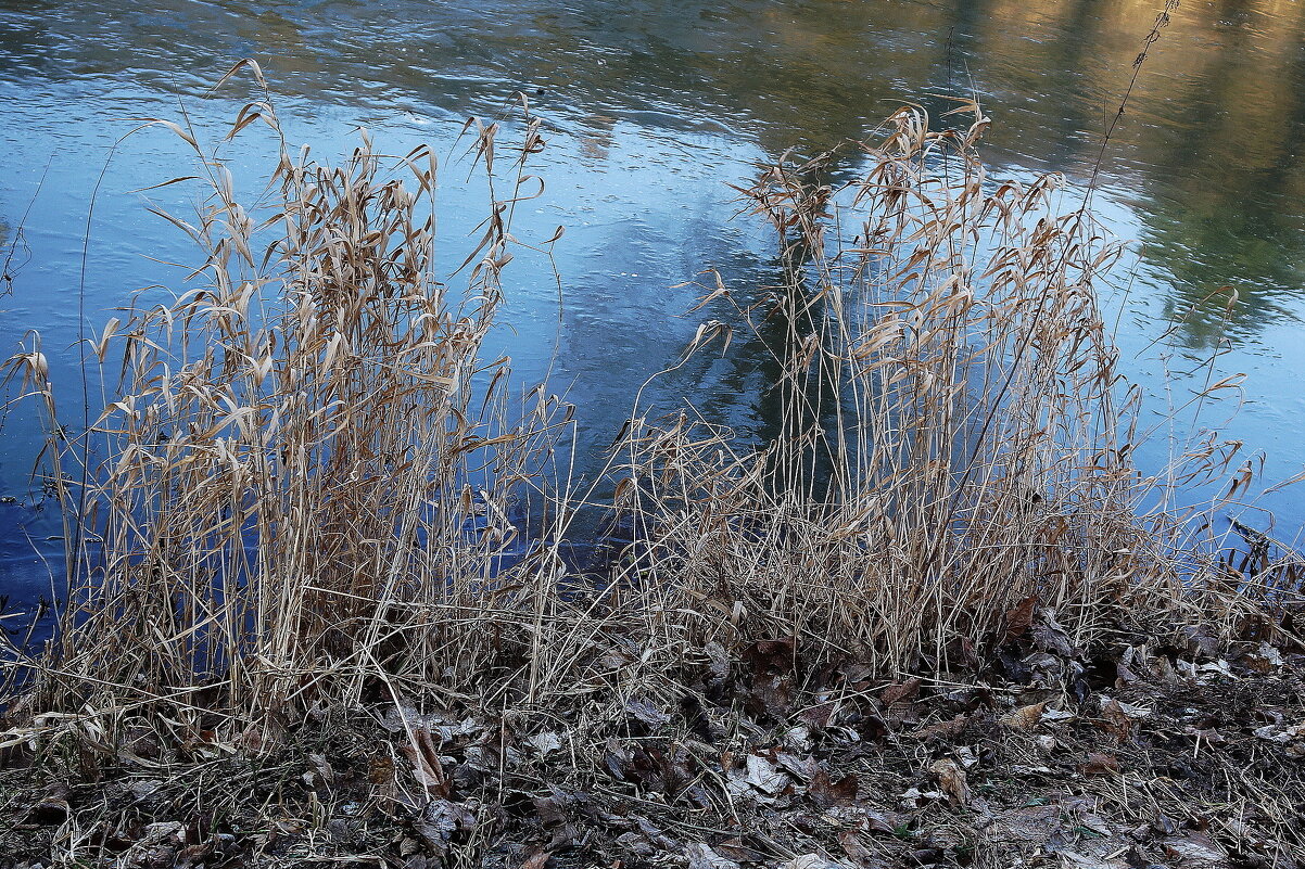 Февральская зарисовка - Рита Симонова