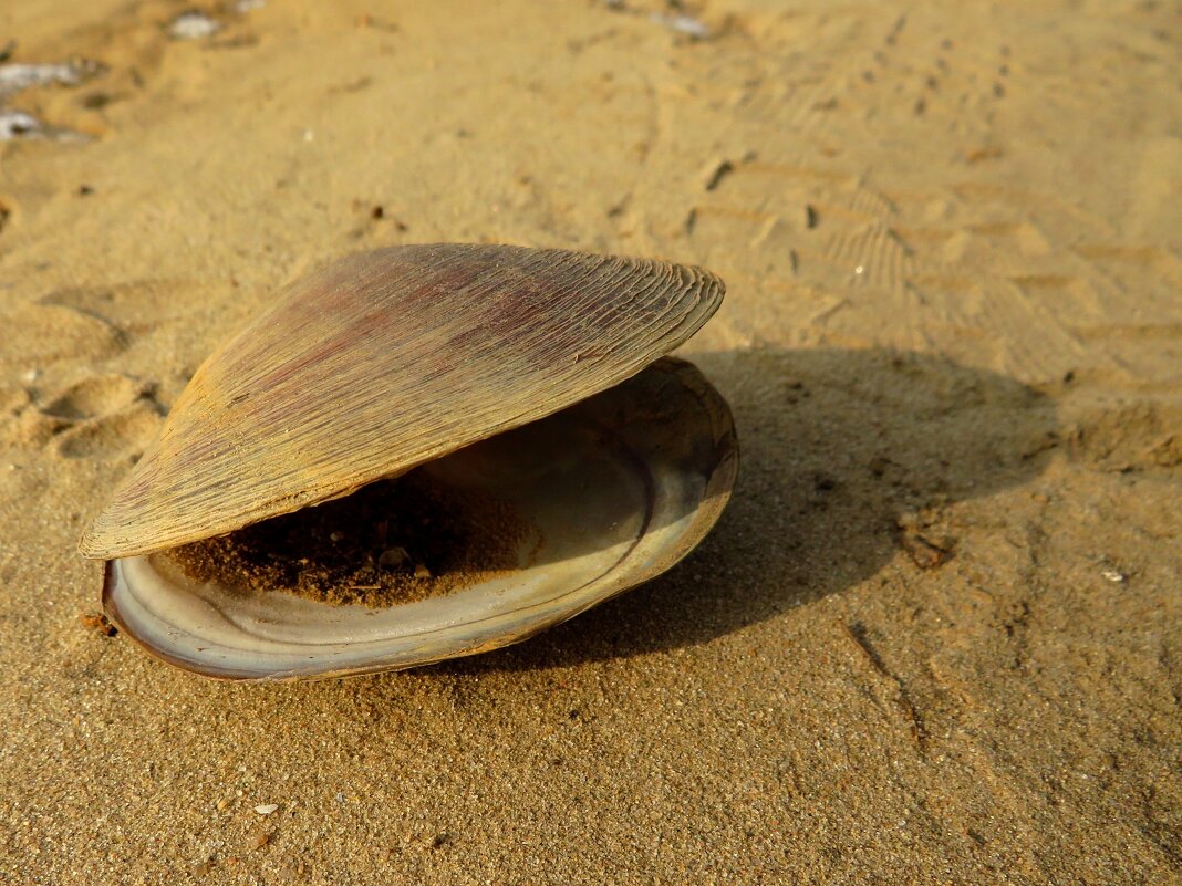 Перловица - Андрей Снегерёв Перловица - Андрей Снегерёв