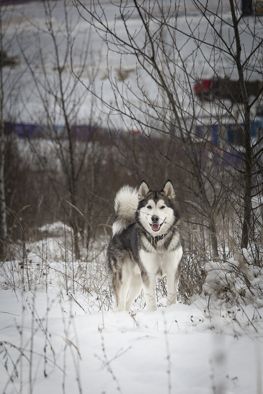 Ярик. - leff Postnov