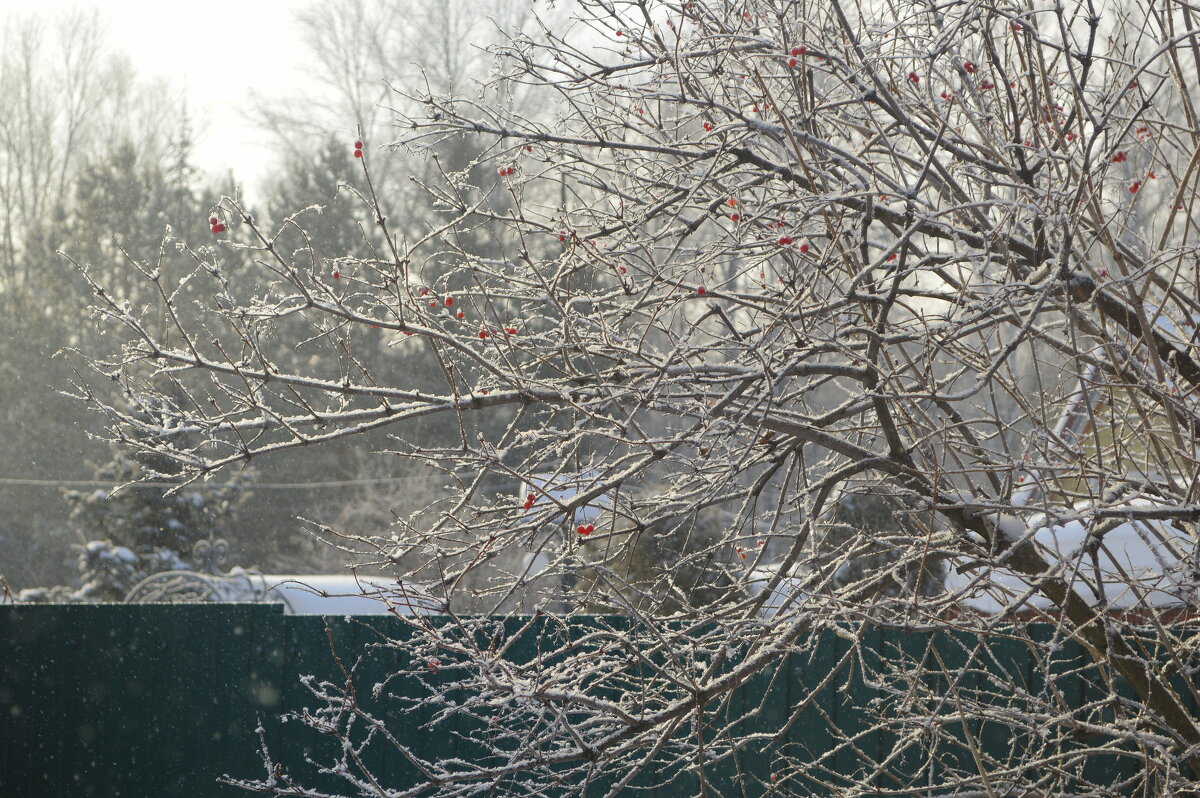 И снег, и солнце, и мороз! - Татьяна Лютаева