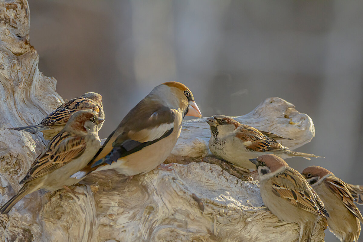 Гоп-стоп на раЁне - Ирина Коледова Гоп-стоп на раЁне - Ирина Коледова