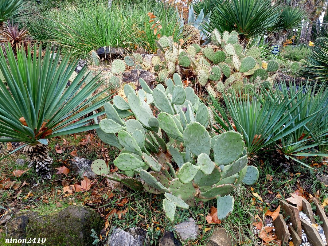 Адлер. Дендропарк "Южные культуры" - Нина Бутко