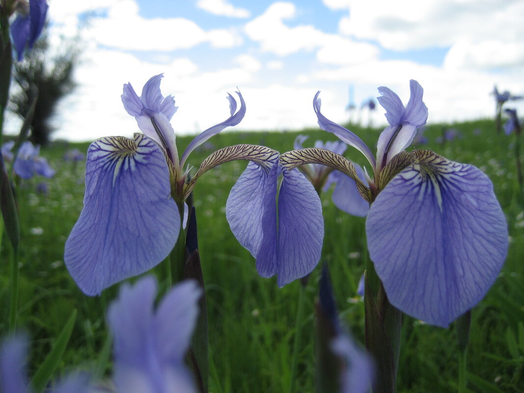 Касатики - Anna Ivanova Касатики - Anna Ivanova