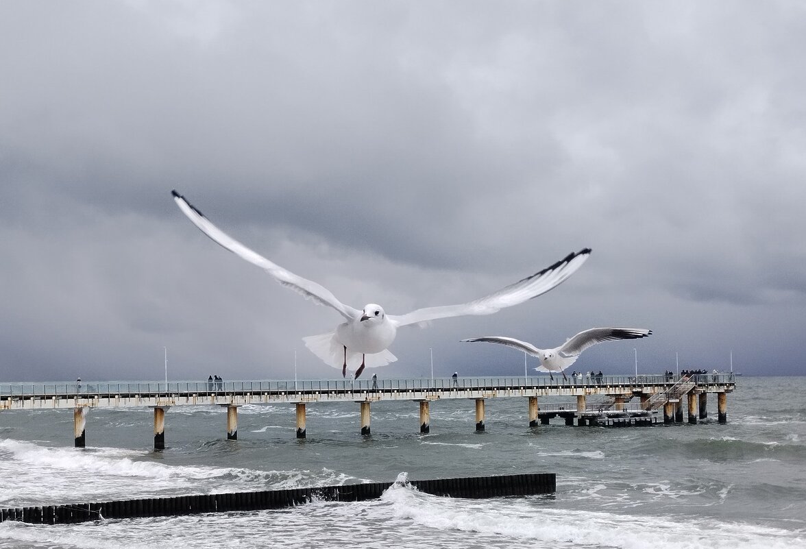 Балтийская чайка - Elena N