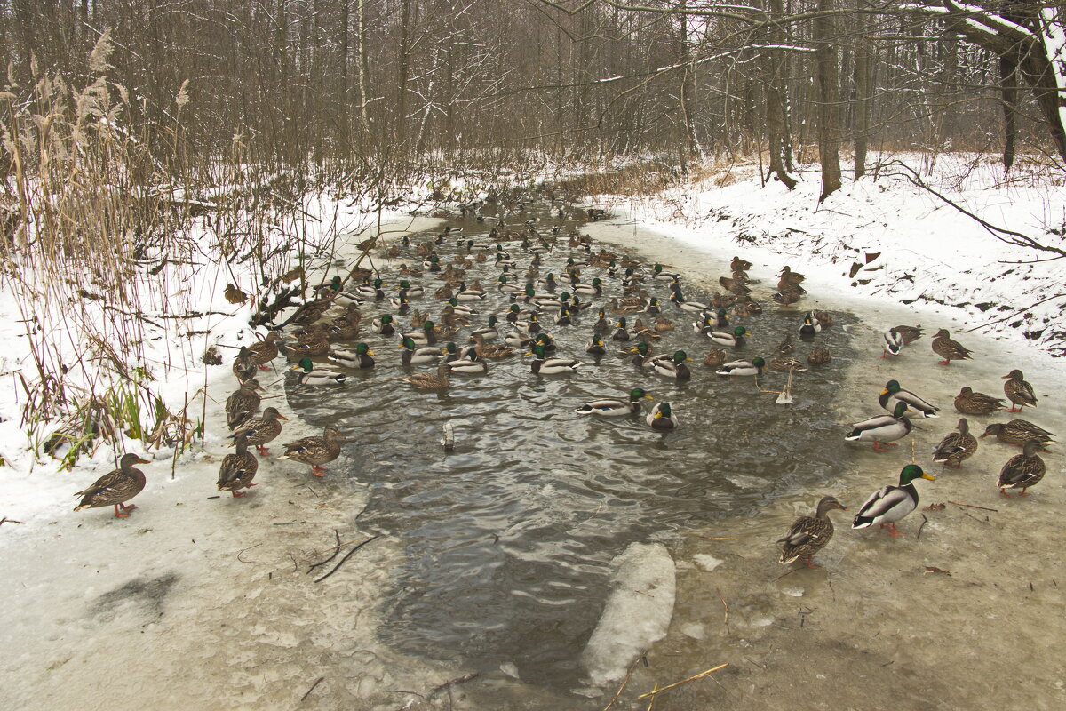 бедные утки - Владимир Зырянов