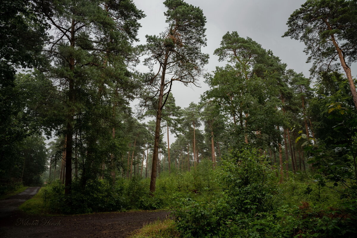 В освежающем дожде... - Николай Гирш В освежающем дожде... - Николай Гирш