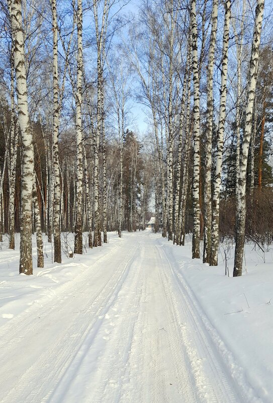Февраль . Дорога в берёзовый рай . Сибирь . - Мила Бовкун Февраль . Дорога в берёзовый рай . Сибирь . - Мила Бовкун