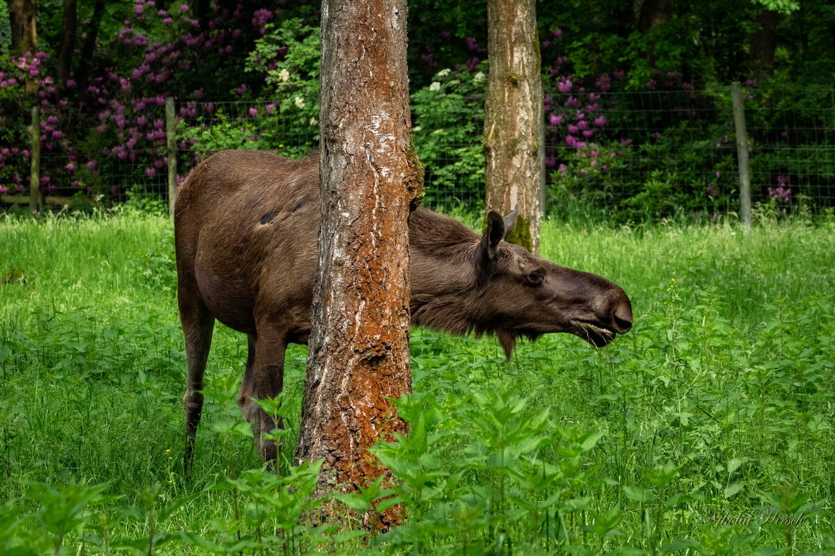Про лосиху... - Николай Гирш Про лосиху... - Николай Гирш