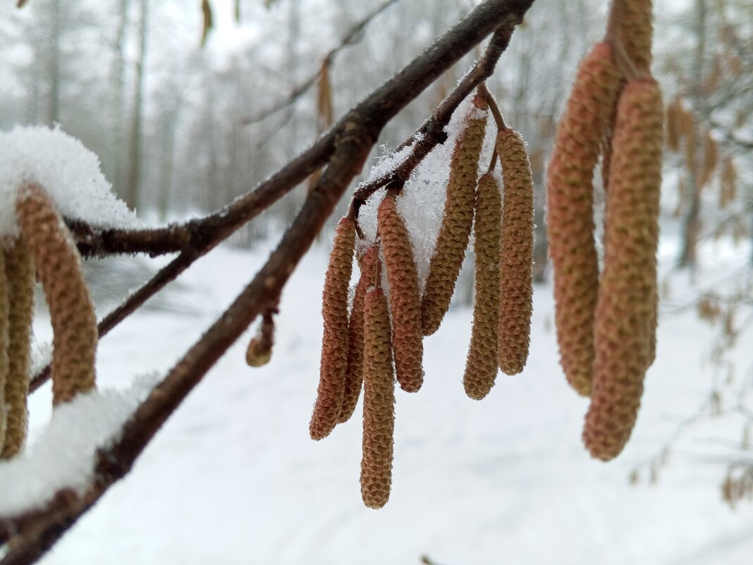 Орешник - Сапсан 
