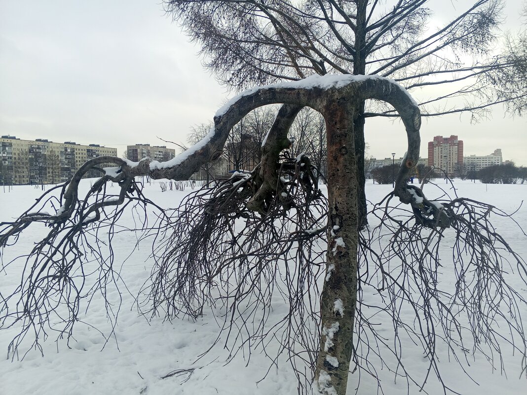 Рябина - Сапсан 