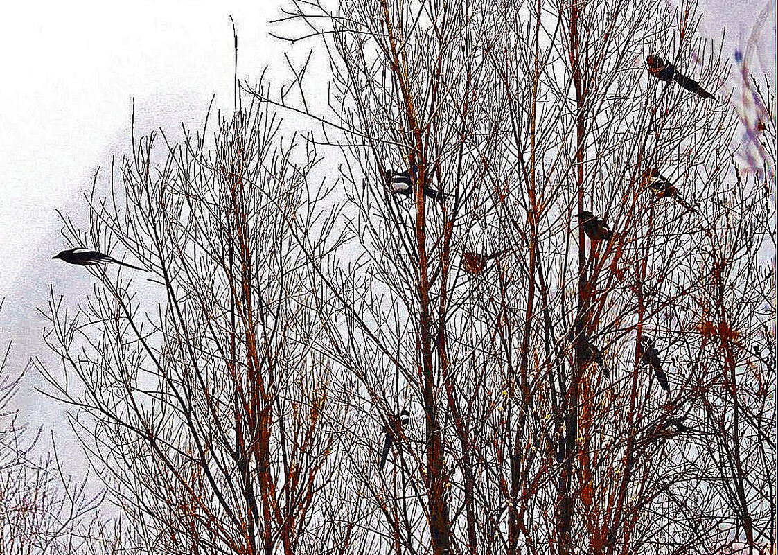 Март.....Собрание городских сорок! - Владимир 