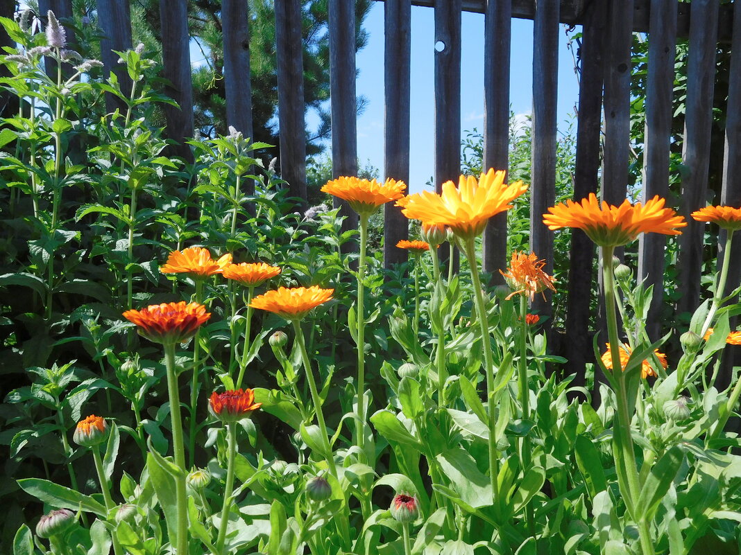 Календула - ирина 