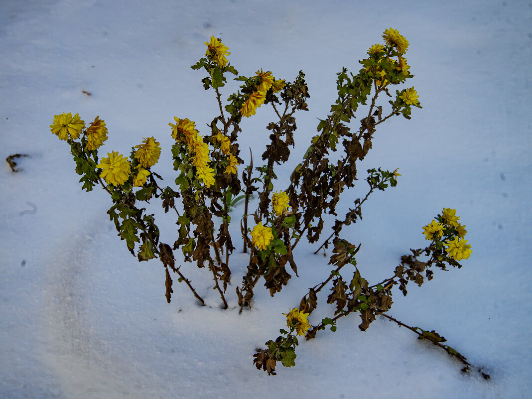 Зима - Анатолий Чикчирный