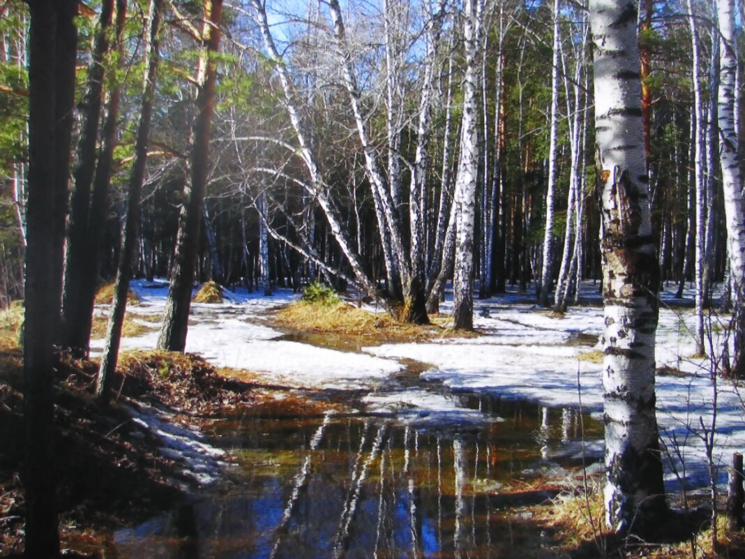 Февральская красота - Людмила Смородинская Февральская красота - Людмила Смородинская