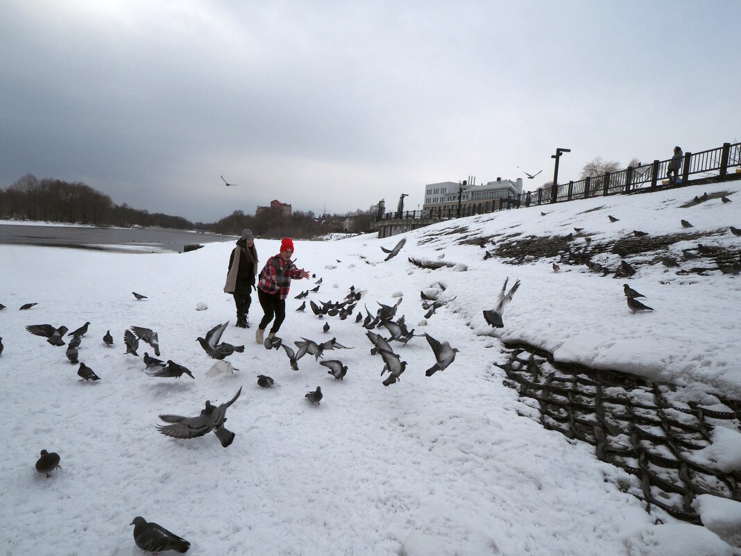 Похитители голубей - Евгений Похитители голубей - Евгений