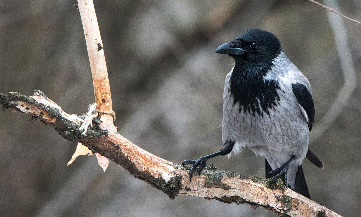 Ворона. - Владимир Безбородов Ворона. - Владимир Безбородов