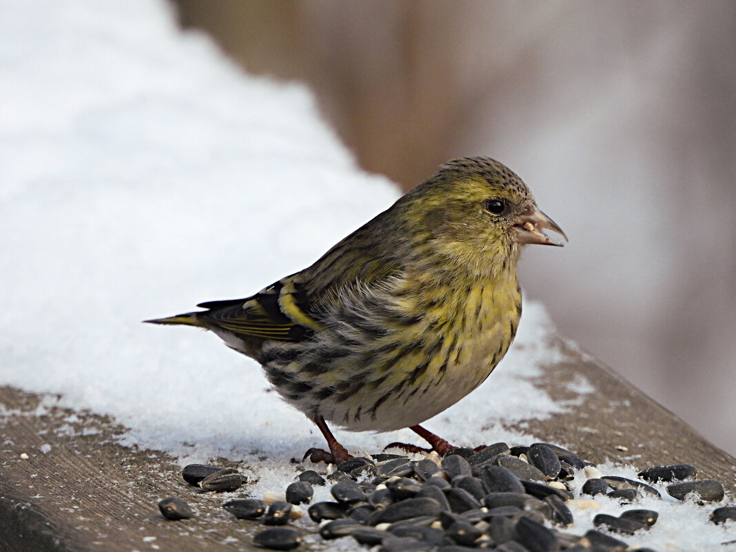 Чижиха - Лина Чижиха - Лина
