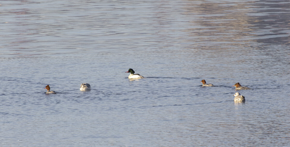 крохали - юрий макаров