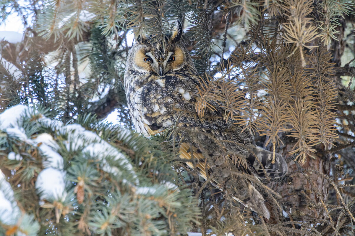 ушастая сова - юрий макаров ушастая сова - юрий макаров