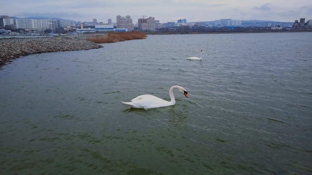 ПРО Новороссийск - Елена Шаламова