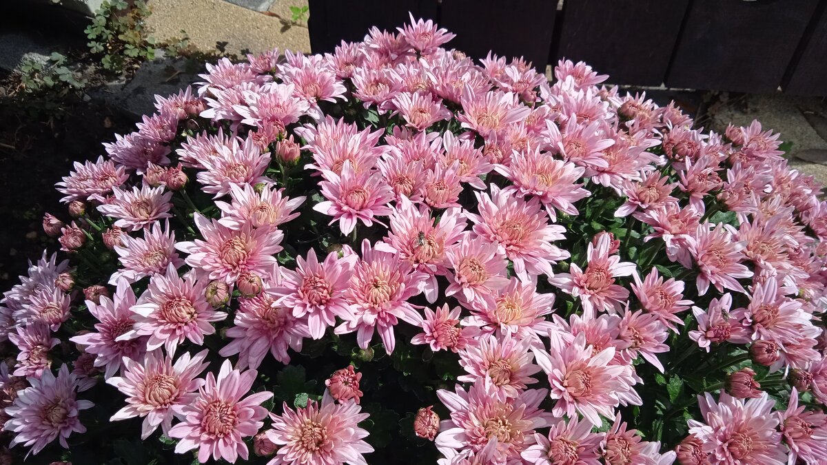 Старый парк   Кабардинка - Елена Шаламова