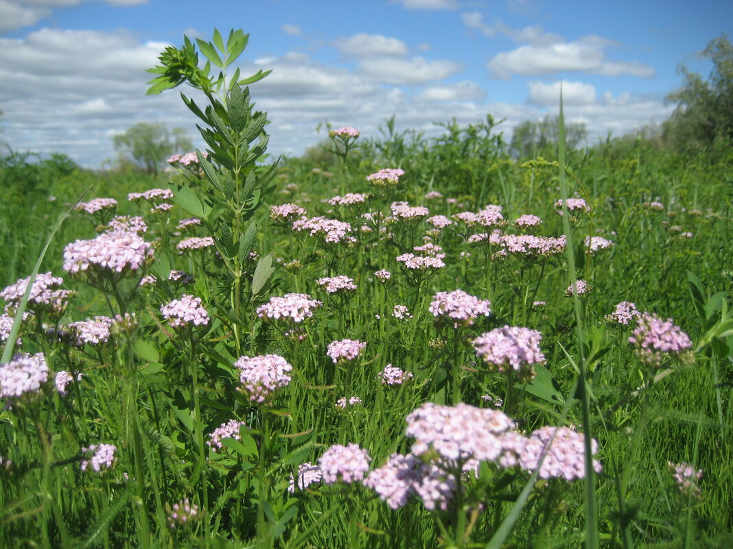 Тысячелистник - Anna Ivanova Тысячелистник - Anna Ivanova