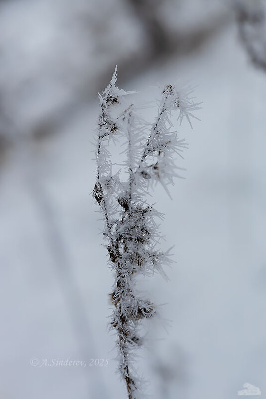 Покрытая инеем - Александр Синдерёв
