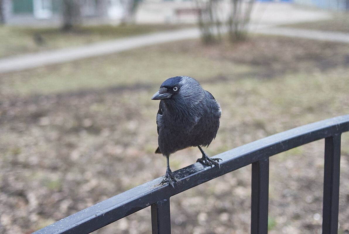 Галка - Александр Леонов